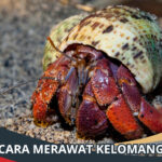 Cara Merawat Kelomang