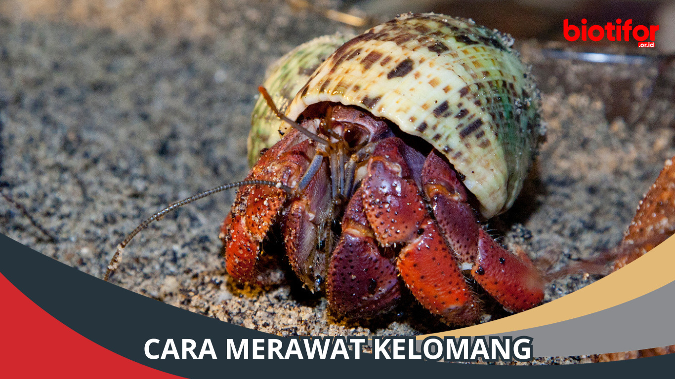 Cara Merawat Kelomang dengan Benar