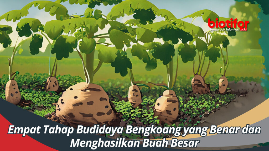 Empat Tahap Budidaya Bengkoang Yang Benar Dan Menghasilkan Buah Besar ...