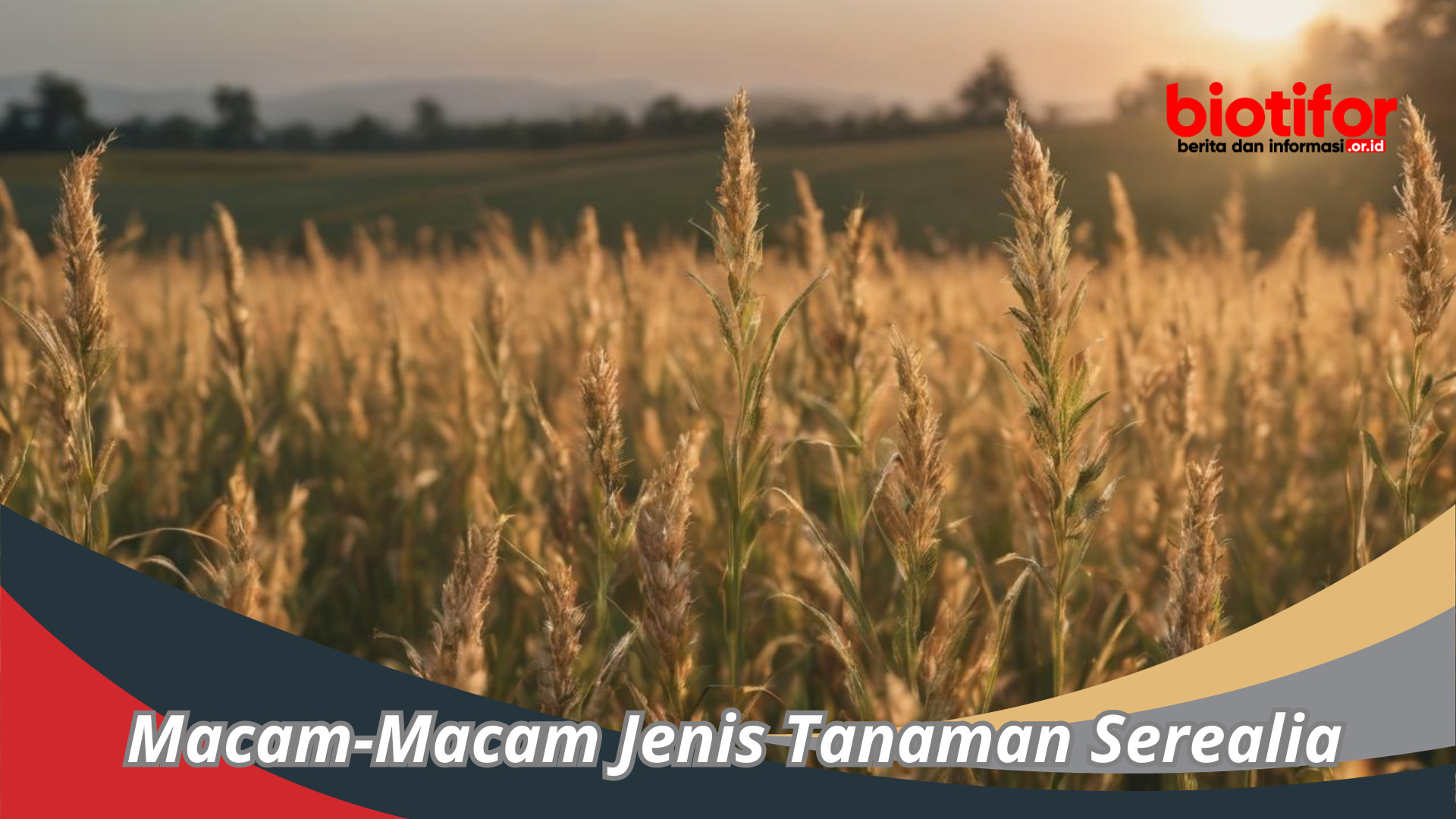 Macam-Macam Jenis Tanaman Serealia Yang Perlu Kamu Tahu