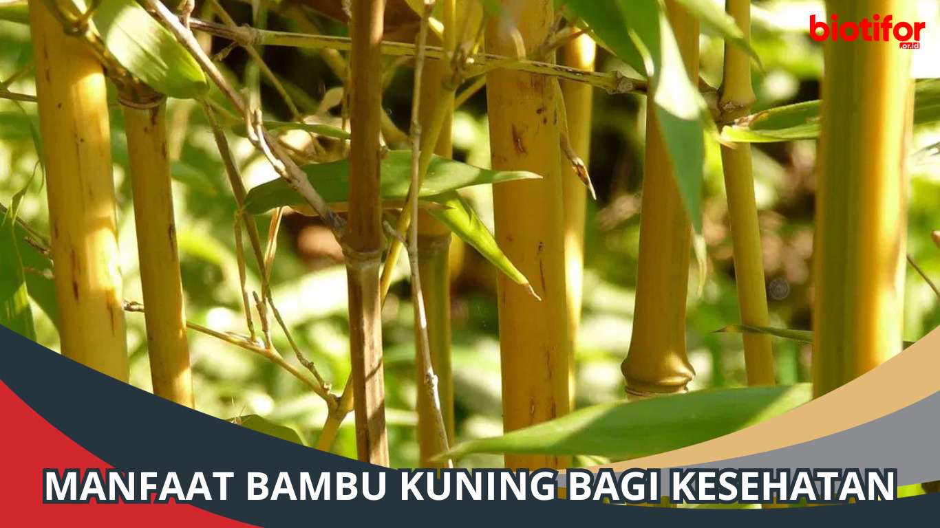 Manfaat Bambu Kuning Bagi Kesehatan, Ternyata Kaya Nutrisi!