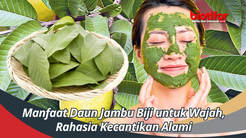 Manfaat Daun Jambu Biji Untuk Wajah, Rahasia Kecantikan Alami - Biotifor