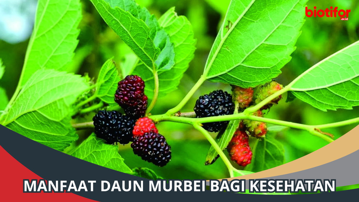 9 Manfaat Daun Murbei Bagi Kesehatan, Melancarkan BAB