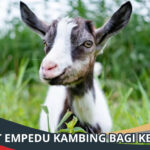 Manfaat Empedu Kambing