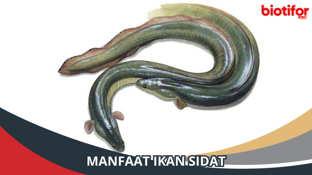 8 Manfaat Ikan Sidat untuk Kesehatan Tubuh - Biotifor