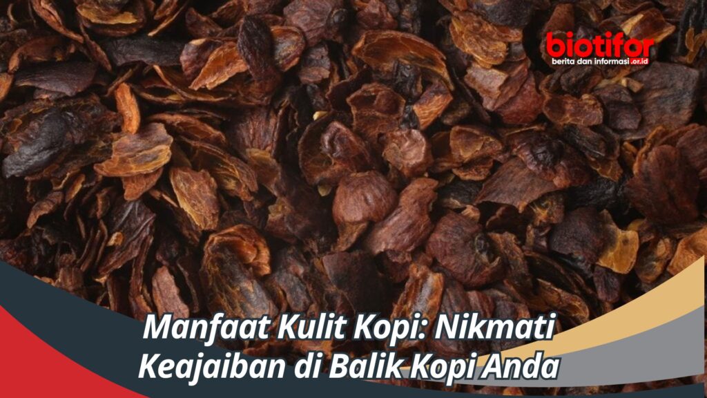 Manfaat Kulit Kopi Nikmati Keajaiban Di Balik Kopi Anda Biotifor