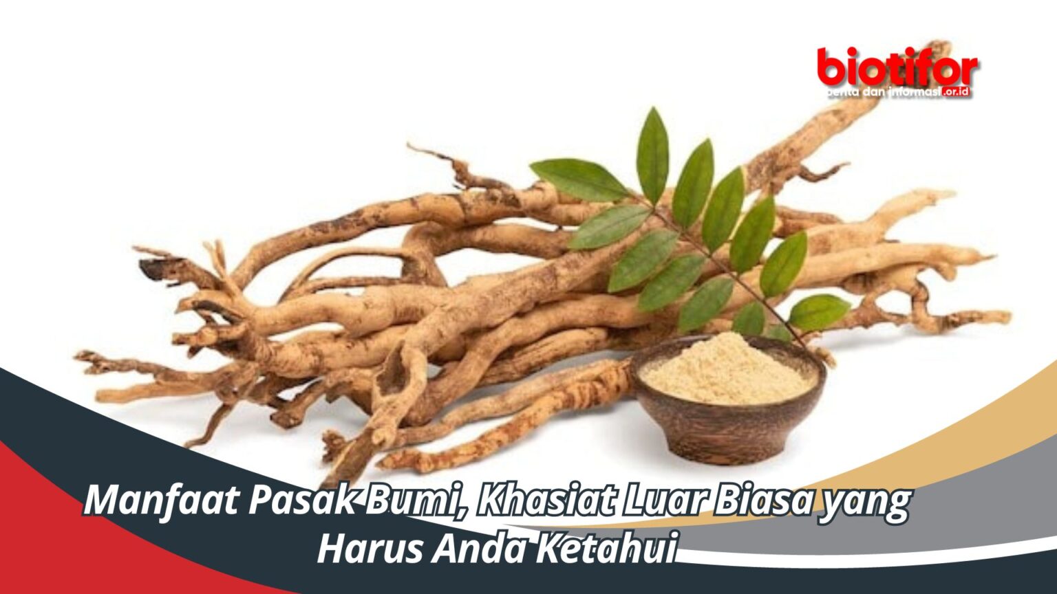 Manfaat Pasak Bumi, Khasiat Luar Biasa yang Harus Anda Ketahui Biotifor