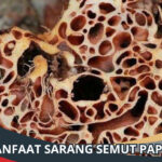 Manfaat Sarang Semut Papua