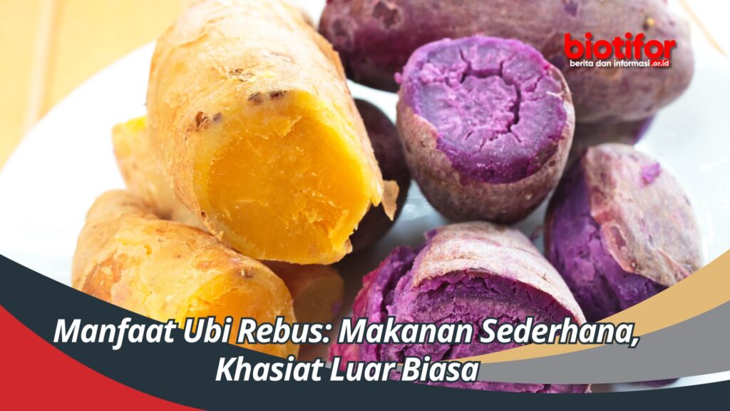 Manfaat Ubi Rebus Makanan Sederhana Khasiat Luar Biasa