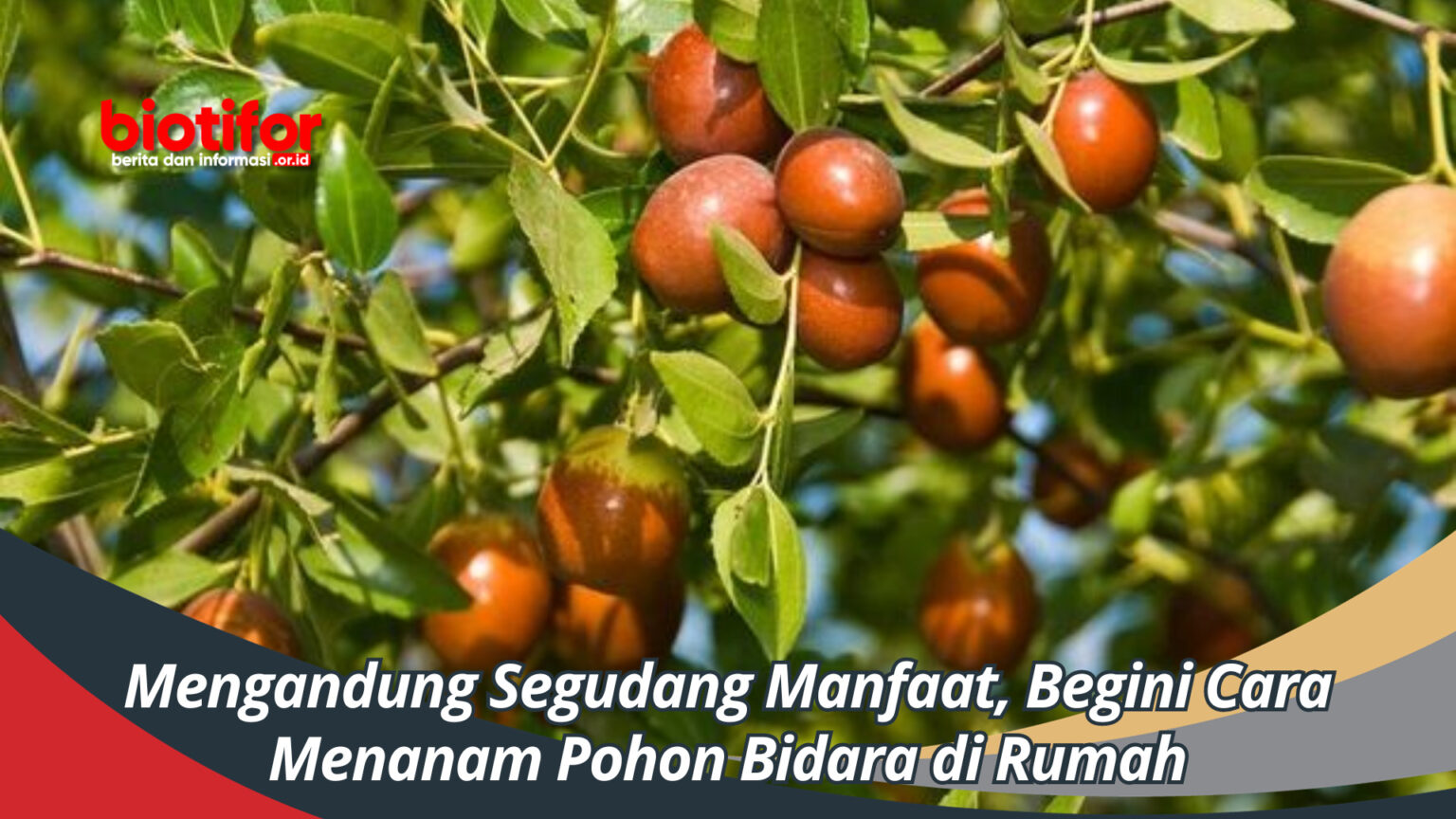 Mengandung Segudang Manfaat, Begini Cara Menanam Pohon Bidara Di Rumah ...