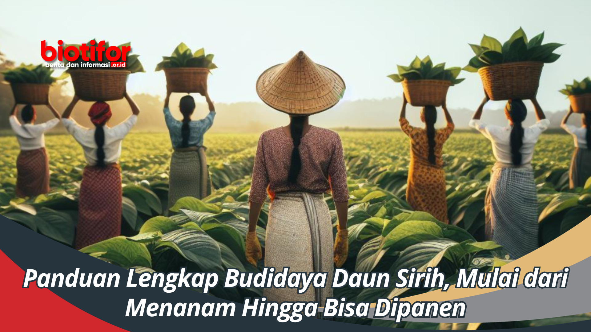 Panduan Lengkap Budidaya Daun Sirih, Mulai dari Menanam Hingga Bisa Dipanen