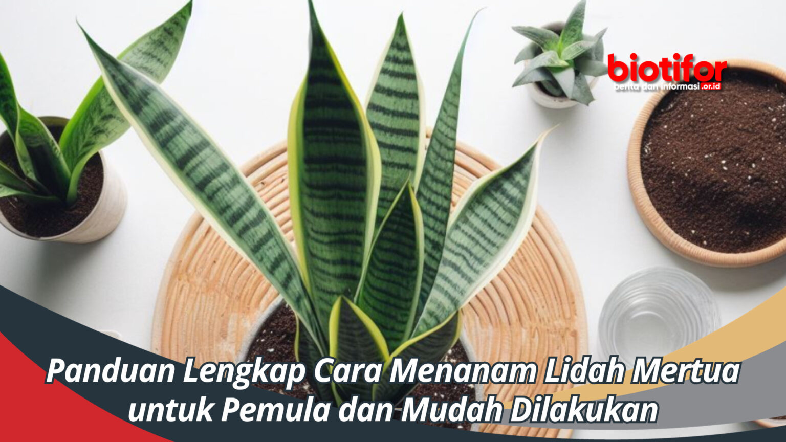 Panduan Lengkap Cara Menanam Lidah Mertua Untuk Pemula Dan Mudah Dilakukan Biotifor