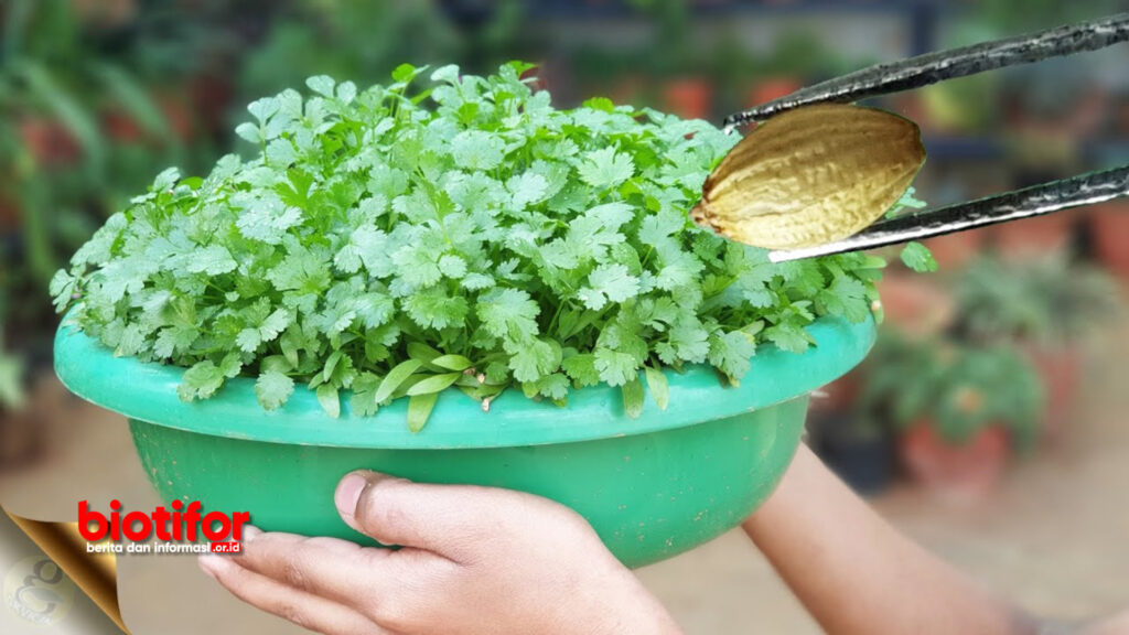 Ingin Punya Ketumbar Dalam Polybag Sendiri Begini Cara Menanam Ketumbar Yang Benar Biotifor