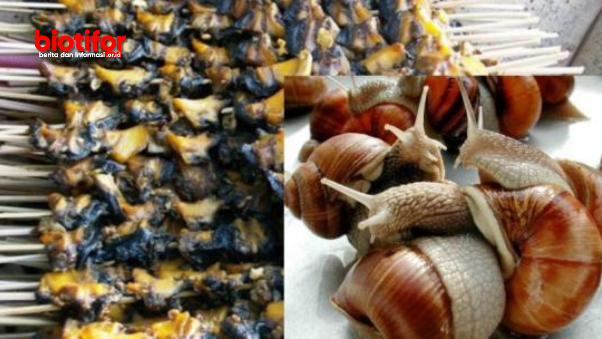 Manfaat Bekicot Siput Serta Efek Samping Keajaiban Alam Biotifor