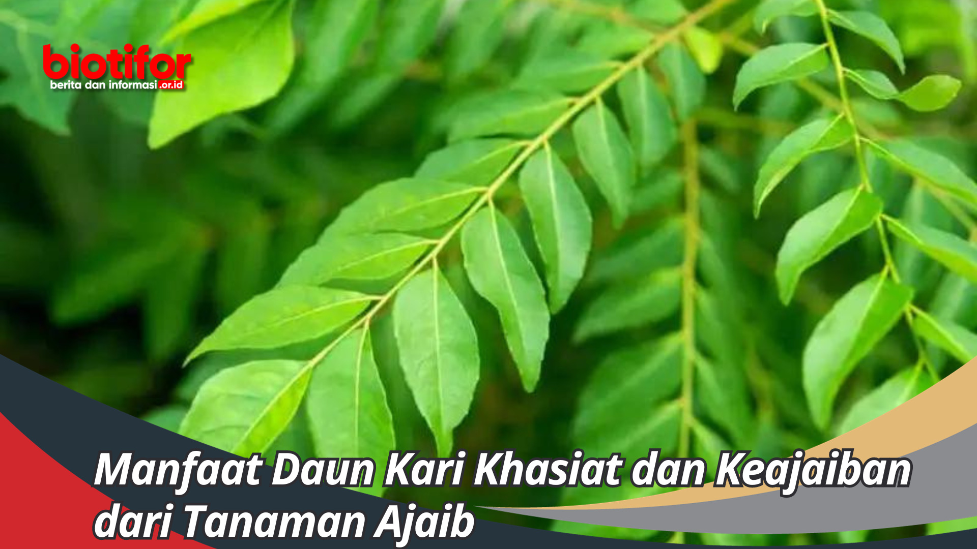 Banyak Yang Tidak Tau Manfaat Daun Kari Khasiat dan Keajaiban dari Tanaman Ajaib Ini