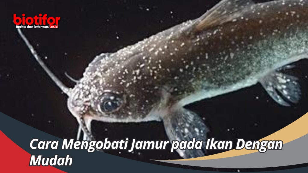 Cara Mengobati Jamur Pada Ikan Dengan Mudah Dan Sangat Manjur