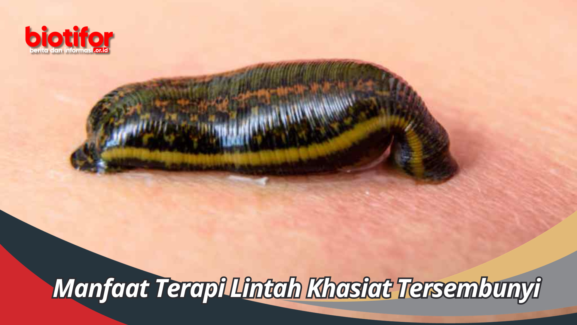 Manfaat Terapi Lintah Khasiat Tersembunyi dari Pengobatan Alternatif