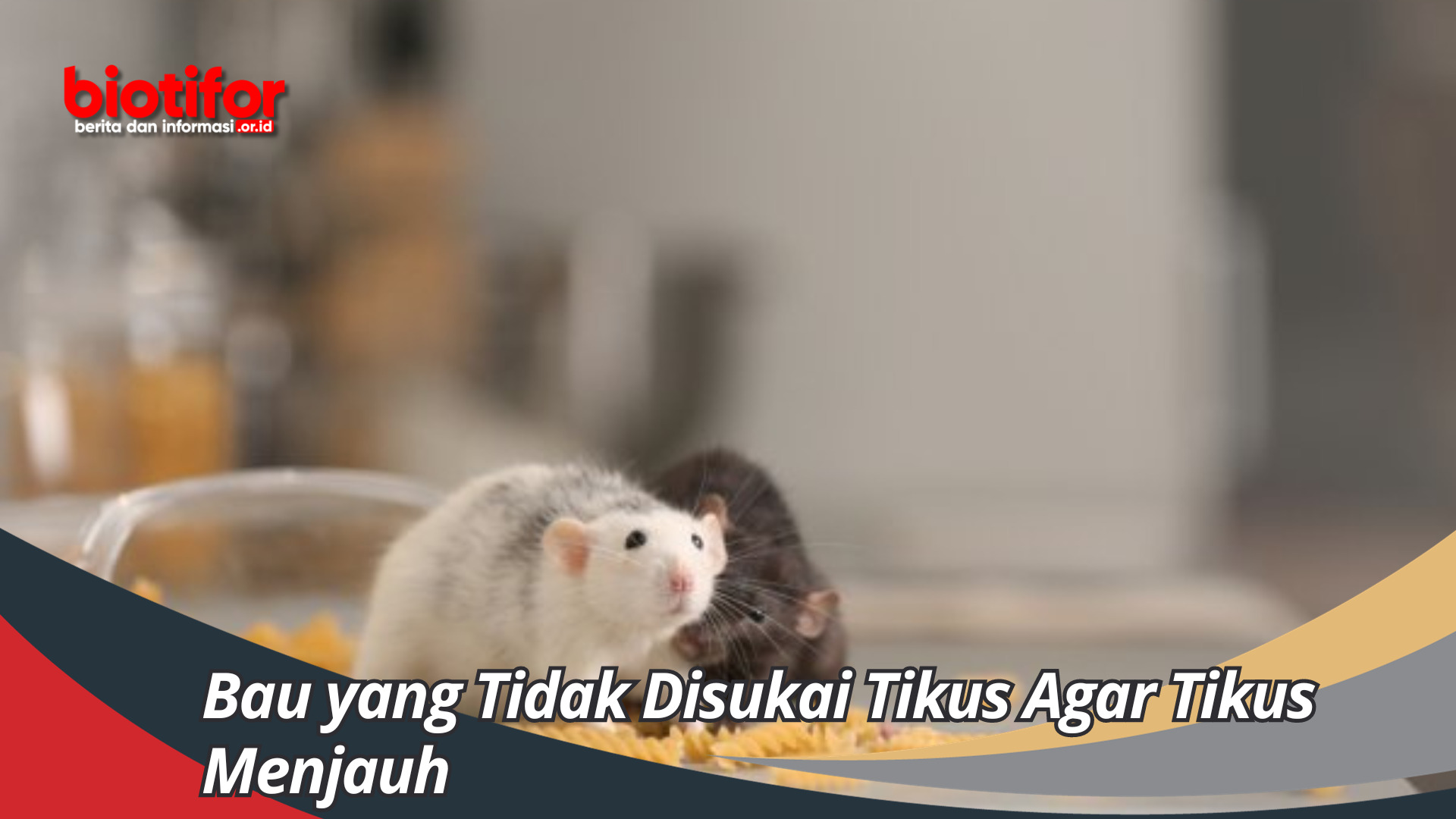 Bau yang Tidak Disukai Tikus Agar Tikus Menjauh Dari Rumah Anda