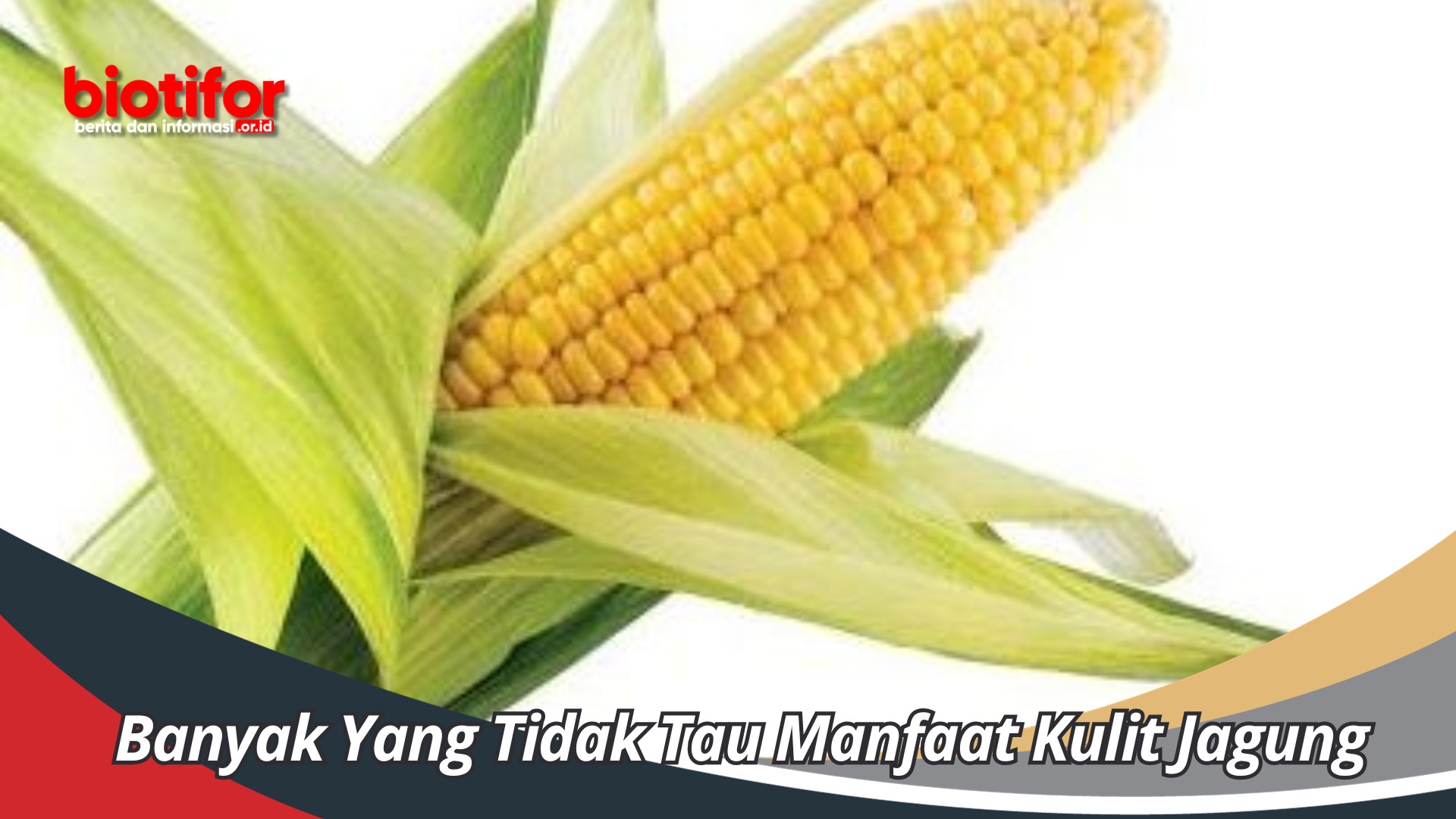 Banyak Yang Tidak Tau Manfaat Kulit Jagung Segudang Khasiat Tersembunyi