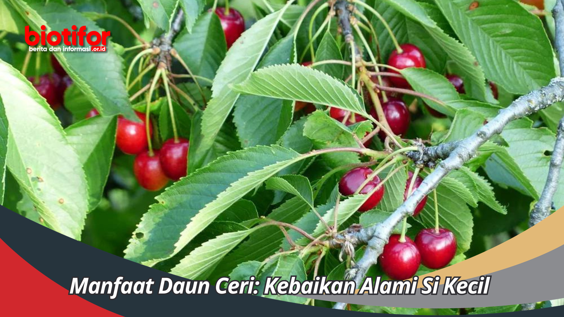 Manfaat Daun Ceri: Kebaikan Alami Si Kecil Penuh Manfaat