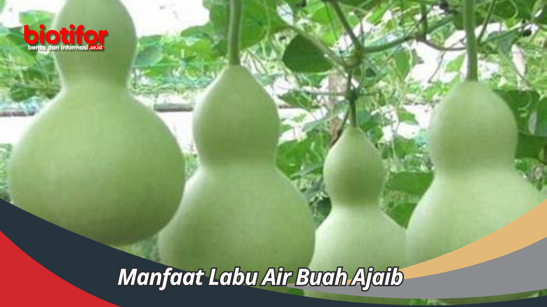 Manfaat Labu Air Buah Ajaib yang Menyehatkan Yang Perlu Anda Coba