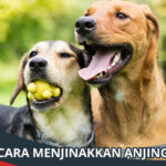 Cara Menjinakkan Anjing