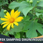 Efek Samping Daun Insulin