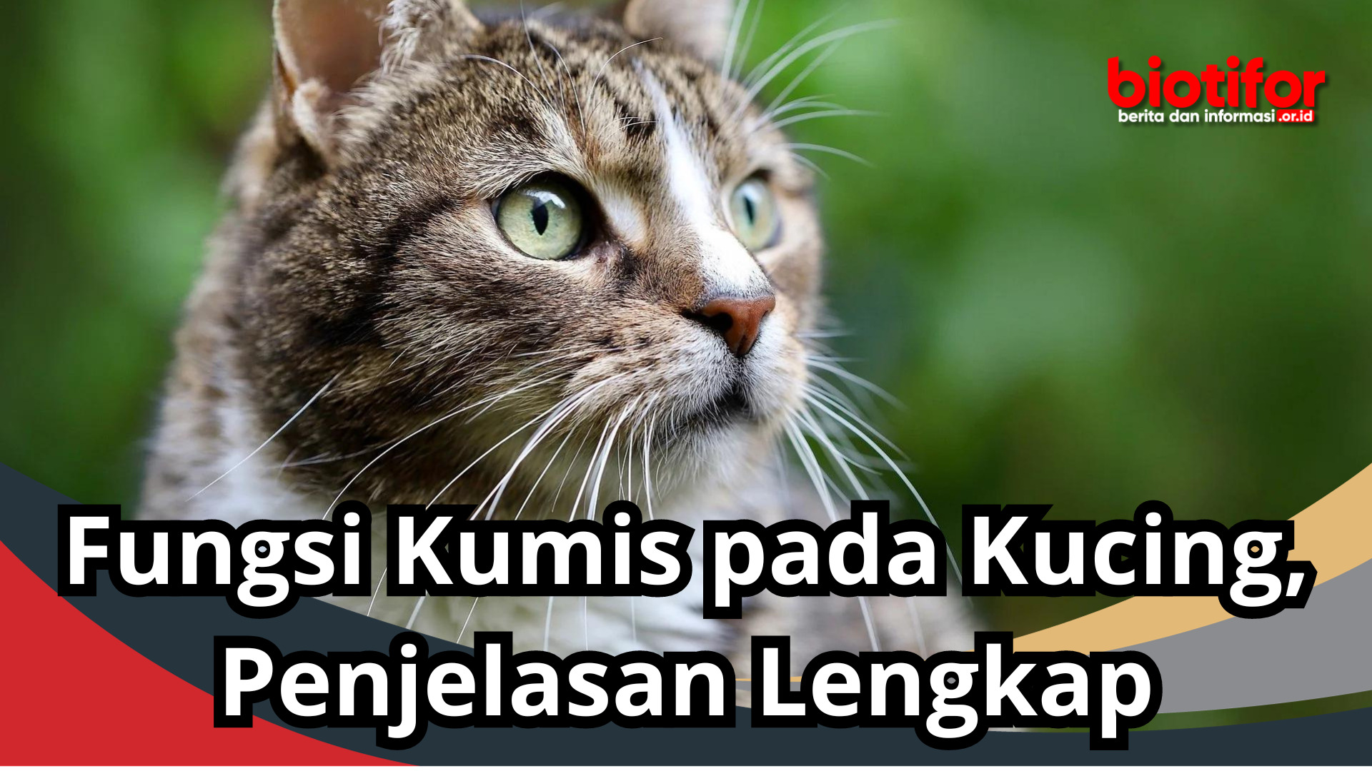 Fungsi Kumis pada Kucing, Penjelasan Lengkap