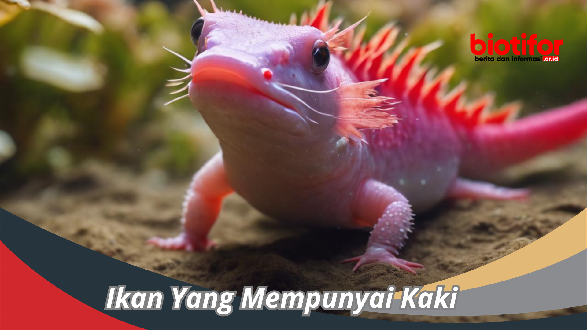 6 Jenis Ikan Yang Mempunyai Kaki Unik Dan Menarik, Apa Saja ?