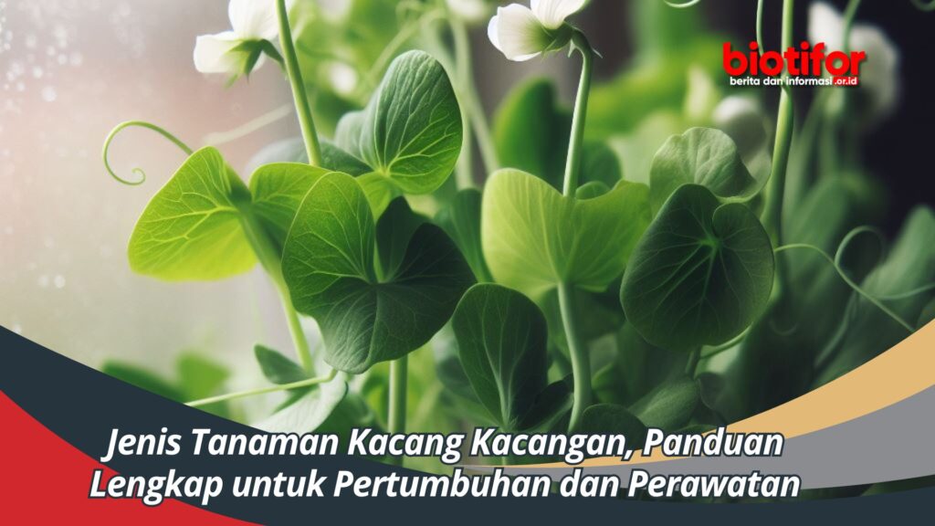 Jenis Tanaman Kacang Kacangan, Panduan Lengkap Untuk Pertumbuhan Dan ...