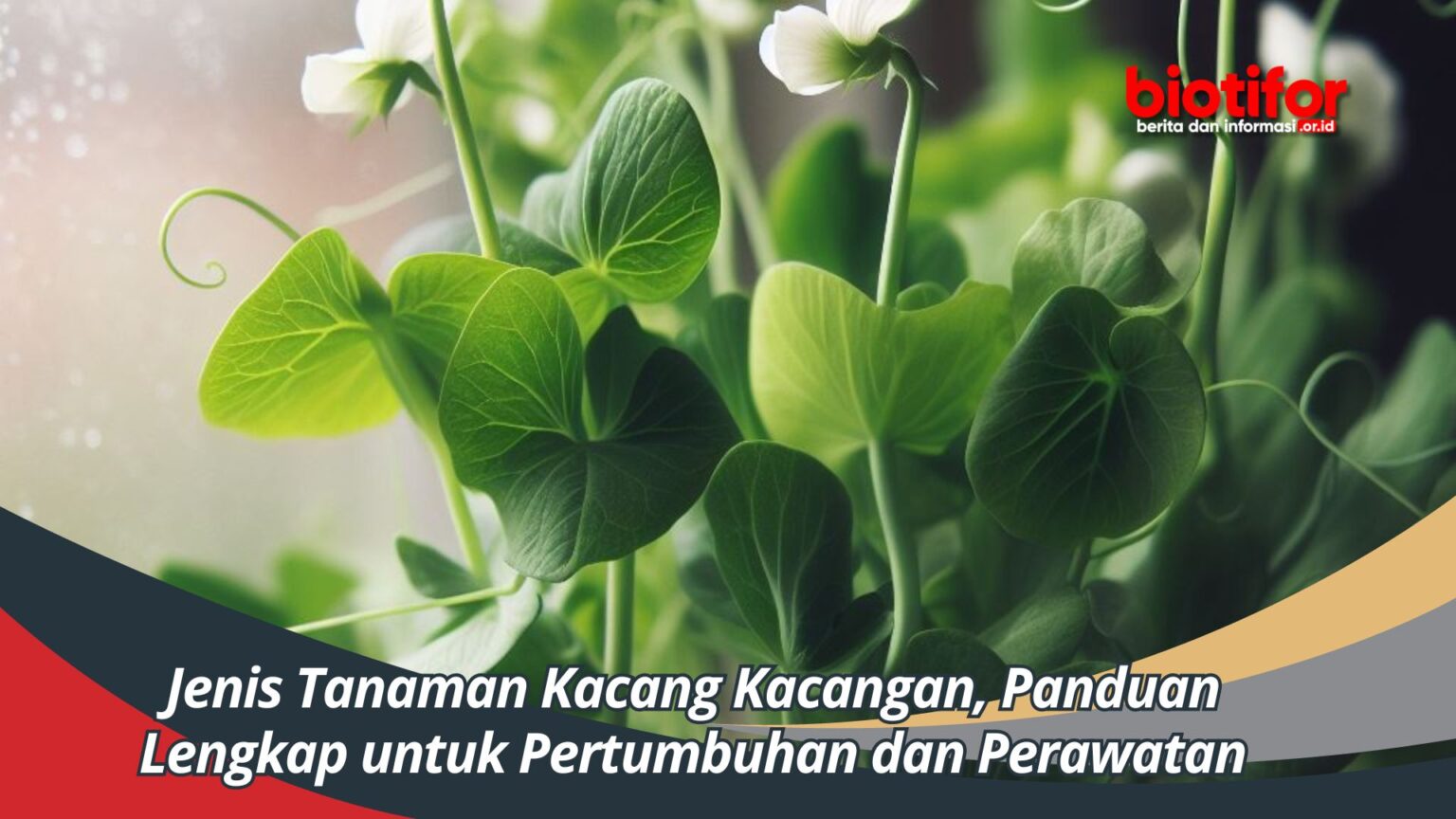 Jenis Tanaman Kacang Kacangan Panduan Lengkap Untuk Pertumbuhan Dan