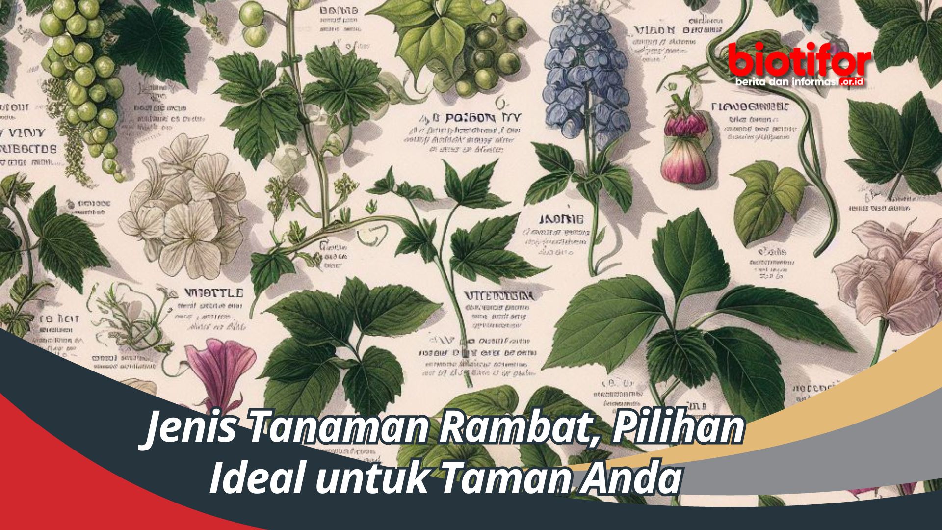 Jenis Tanaman Rambat, Pilihan Ideal untuk Taman Anda