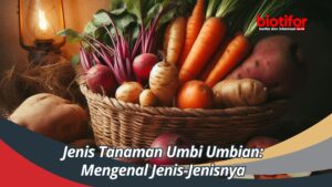 Jenis Tanaman Umbi Umbian: Mengenal Jenis-Jenisnya - Biotifor