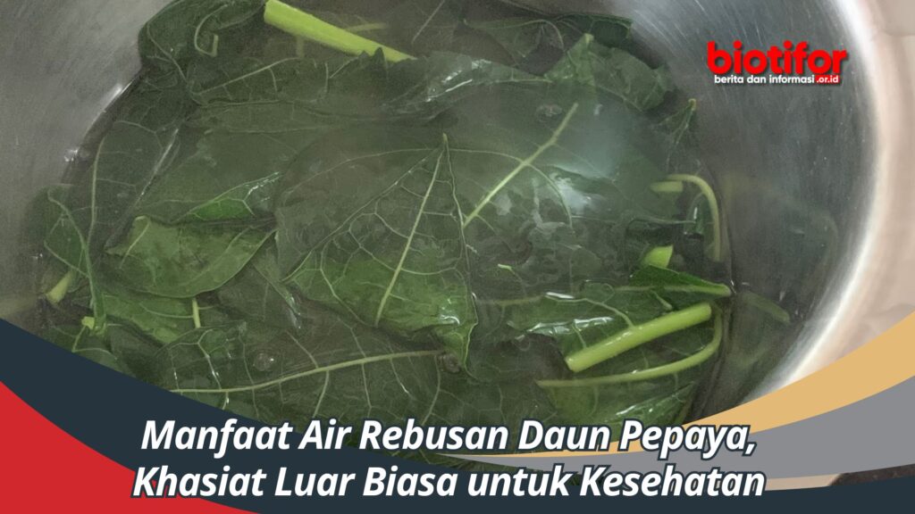 Manfaat Air Rebusan Daun Pepaya, Khasiat Luar Biasa Untuk Kesehatan