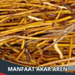 Manfaat Akar Aren