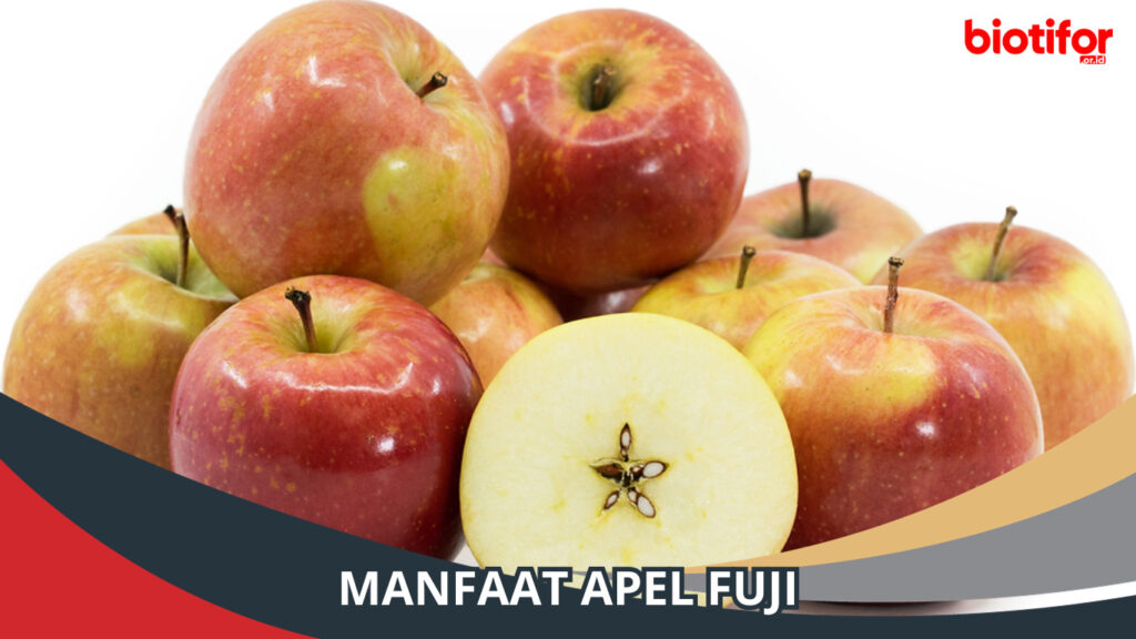 Manfaat Apel Fuji Lebih Dari Sekadar Buah Manis Biotifor