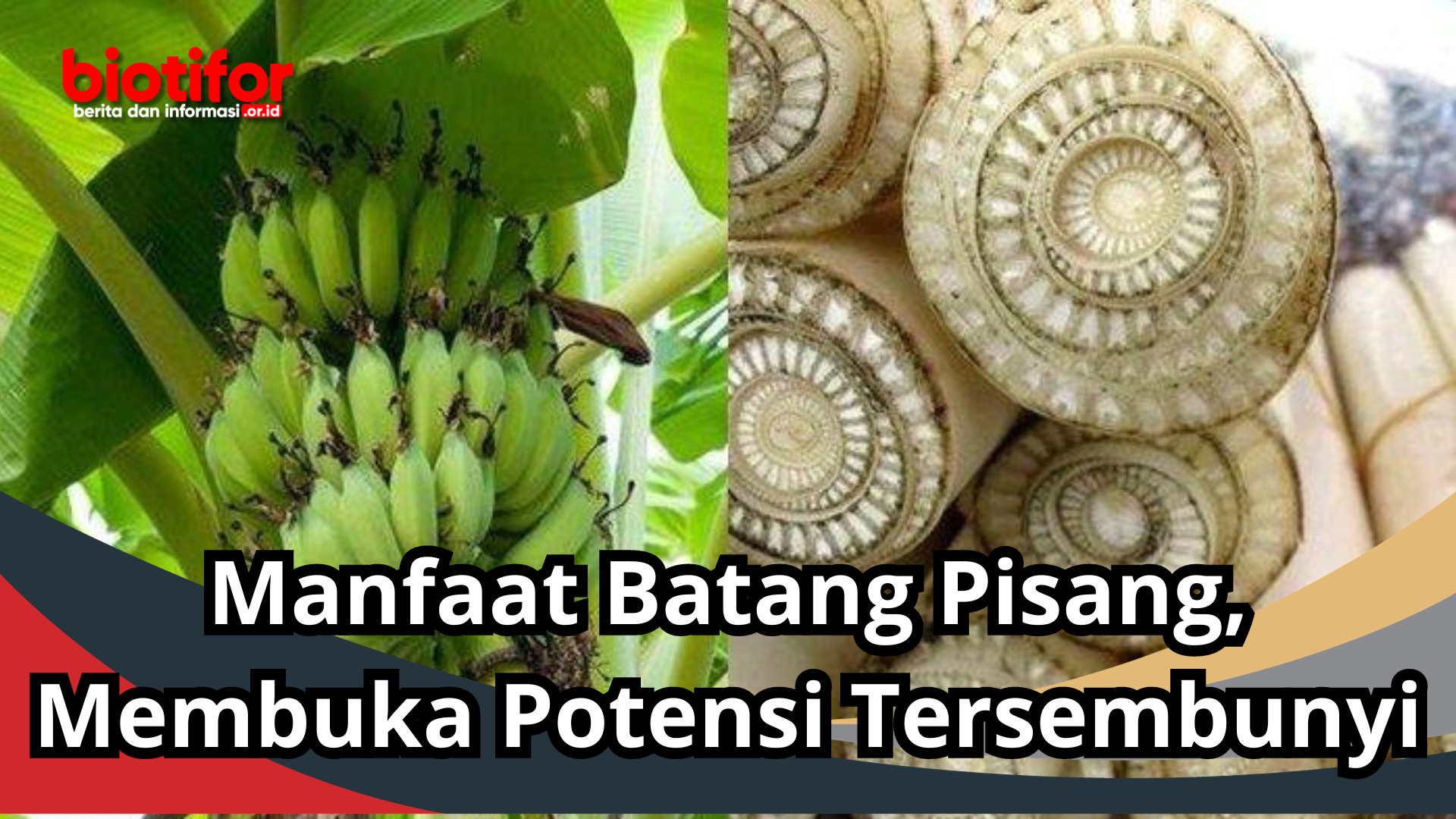 Manfaat Batang Pisang, Membuka Potensi Tersembunyi