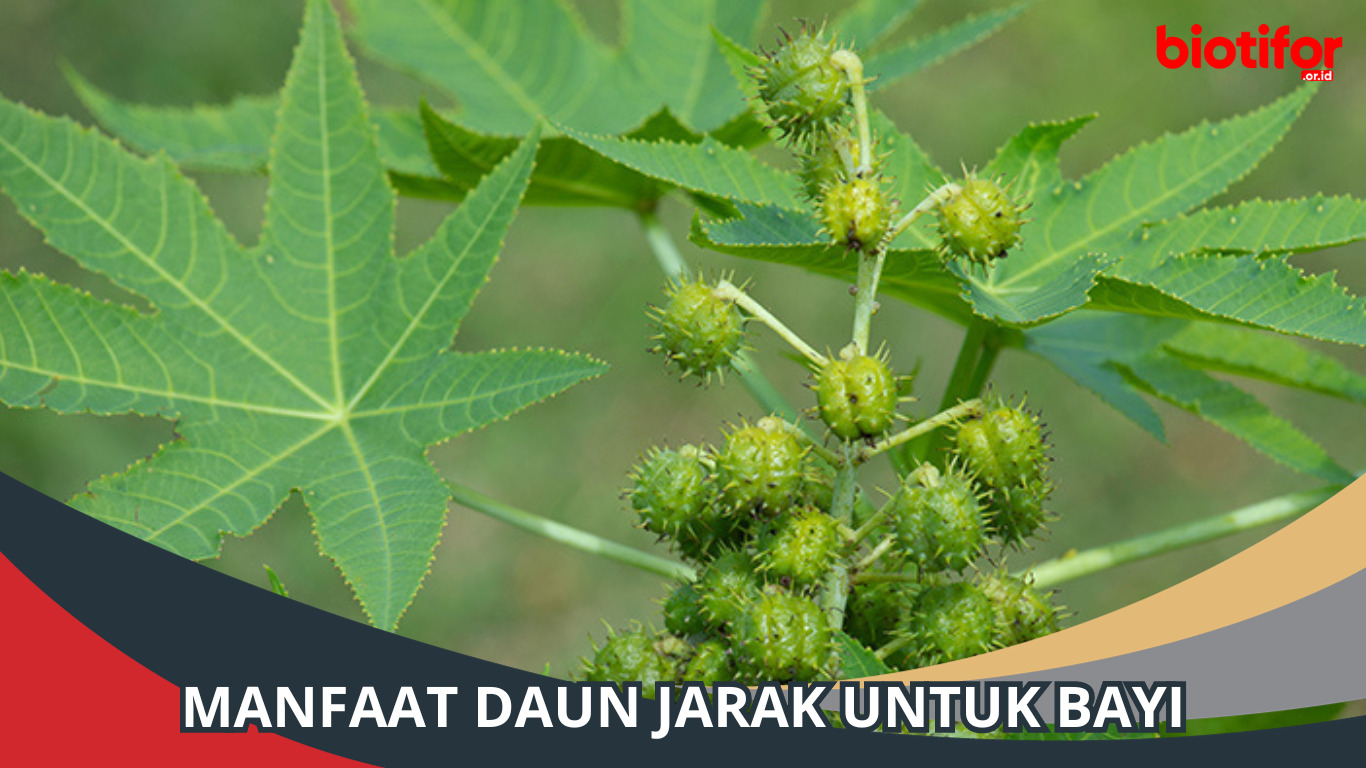 Manfaat Daun Jarak untuk Bayi: Sebuah Panduan Komprehensif