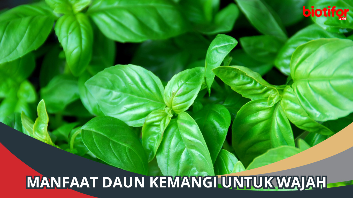 Manfaat Daun Kemangi untuk Wajah: Rahasia Kecantikan Alami