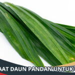 Manfaat Daun Pandan untuk Ginjal