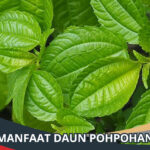 Manfaat Daun Pohpohan