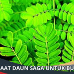 Manfaat Daun Saga untuk Burung