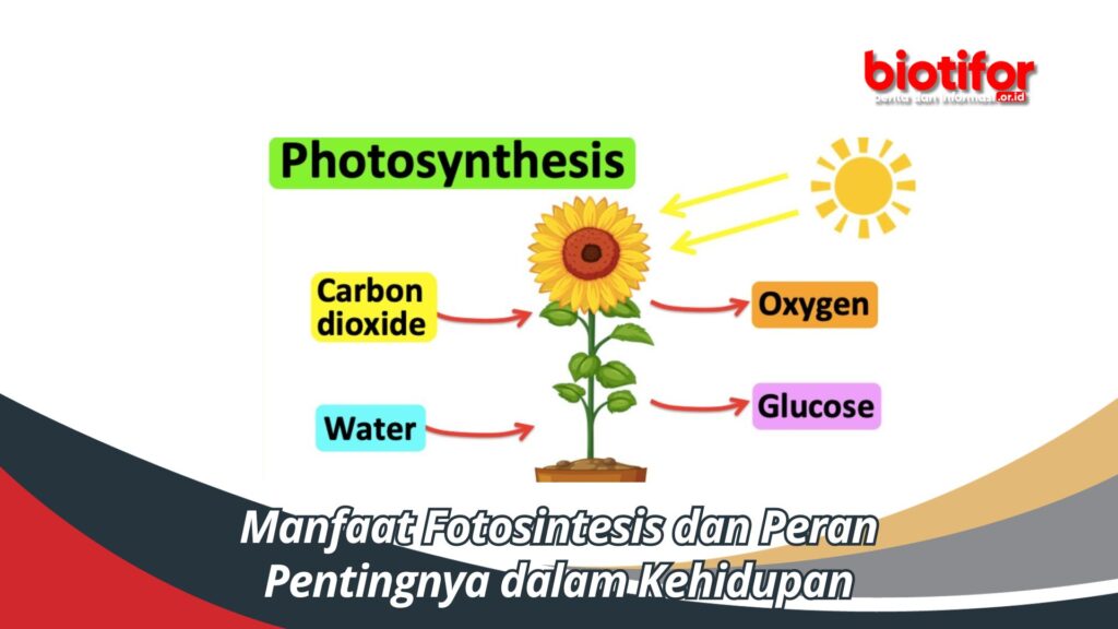 Manfaat Fotosintesis Tumbuhan Bagi Manusia