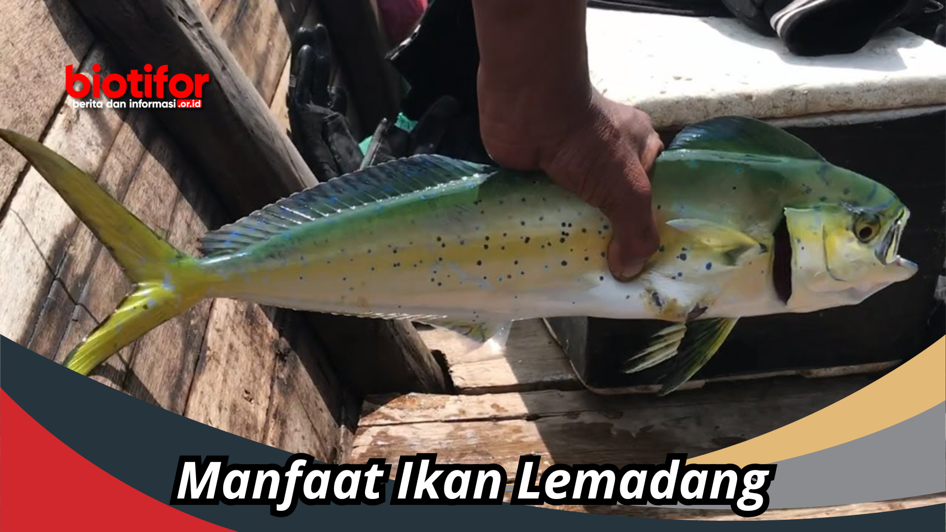 Manfaat Ikan Lemadang : Menu Sehat Penuh Manfaat