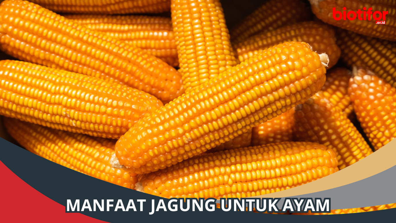 Manfaat Jagung untuk Ayam: Sumber Gizi Terbaik Unggas