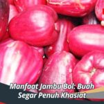 Manfaat Jambu Bol: Buah Segar Penuh Khasiat