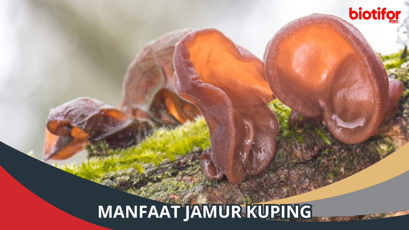 Manfaat Jamur Kuping: Keajaiban Kesehatan yang Terlupakan