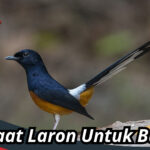 Manfaat Laron Untuk Burung