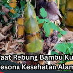 Manfaat Rebung Bambu Kuning