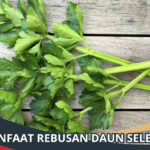 Manfaat Rebusan Daun Seledri